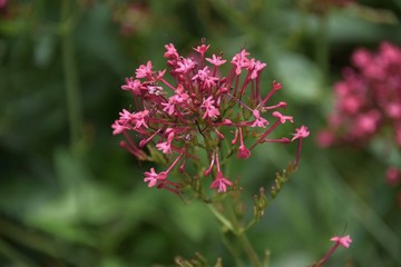 Rote Spornblume im Apothekergarten