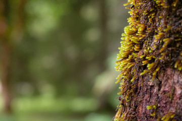 Moos an der Rinde von einem Baum
