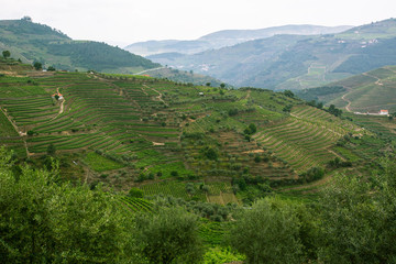 Fototapeta na wymiar Vineyards are on a hills of Douro Valley, Portugal.