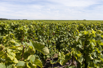 Fototapeta na wymiar France. Vignoble de Sauternes, Gironde 