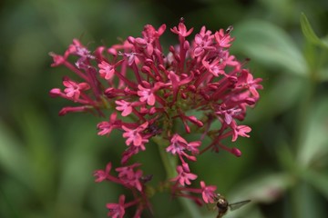 Fototapeta premium Rote Spornblume im Apothekergarten