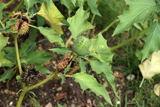 gemeiner, wei&szlig;er Stechapfel im Garten