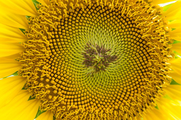 close up sunflower