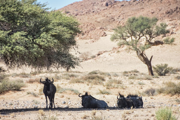 Wildebeest in shade - Namib Desert