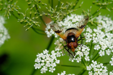 Gemeine Hummel Schwebefliege (Volucella pellucens) auf einer Blüte