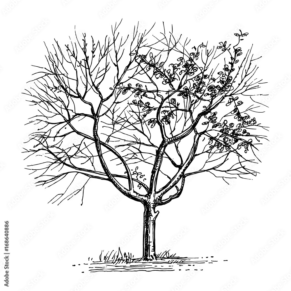 Poster ink sketch of dry tree.