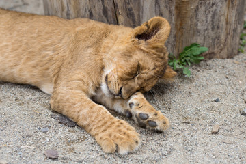 Little lion sleeping