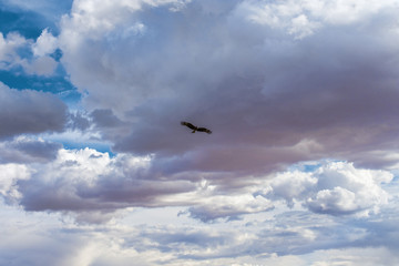 Obraz premium bird flying in blue sky with amazing fluffy white clouds 