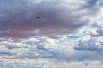 bird flying in blue sky with amazing fluffy white clouds 
