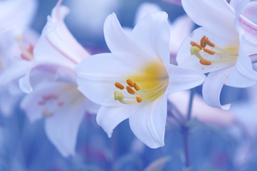 Delicate white lilies on a blue background in the garden.