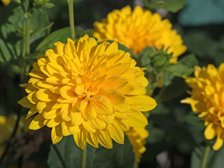 Gefüllter Sonnenhut, Rudbeckia laciniata