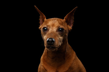 Portrait of Miniature Pinscher old Dog, Red color, on Isolated Black Background