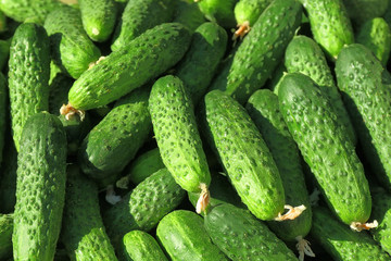 Many green cucumbers, close up