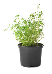 Green thyme in pot on white background