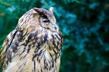 Eurasian Eagle-Owl