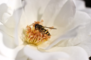 bee in a flower