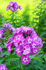 Purple phlox on the flowerbed.