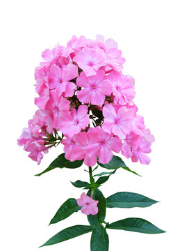 Pink flox isolated on white background with clipping path.
