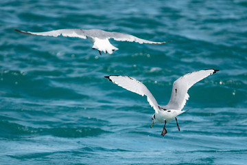 Möwe