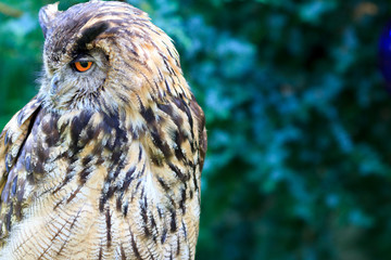Eurasian Eagle-Owl