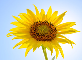 A blossoming sunflower against a blue sky and sun.