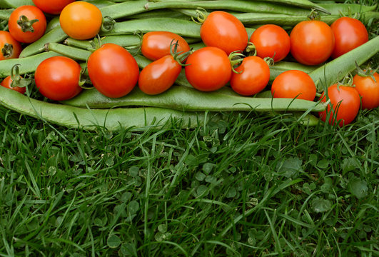 Row of red tomatoes on runner beans