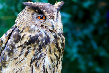 Eurasian Eagle-Owl