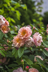 雨の日の野ばら