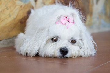 Maltese dog lying. Maltese dog with pink tie lying down in the floor. Dog with deep brown eyes.