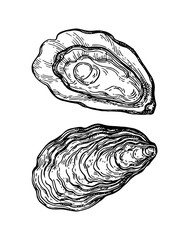 Oysters ink sketch. - 168645064
