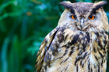 Eurasian Eagle-Owl