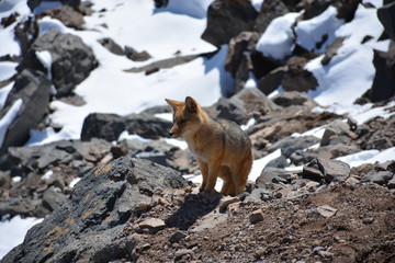 Chilean wild Fox found at a hill during winter in Santiago, Chile