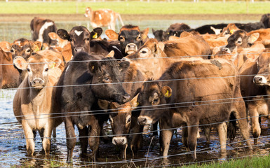 Jersey Heifers Flooded