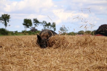 belgischer Schäferhund hat ganz viel Spaß auf einem Stoppelfeld