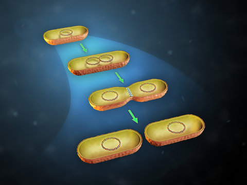 Bacterial Cell Division