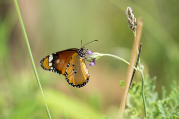 Monarch butterfly at butterfly house. Beer-Sheva Zoo. Israel