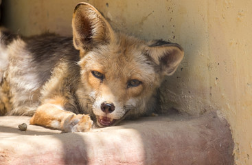 Red fox (Vulpes vulpes) at Beer-Sheva Zoo. Israel.