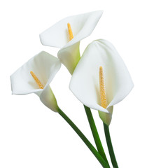 beautiful calla flowers isolated on white background