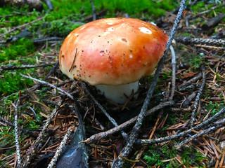 mushroom