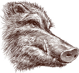 Muzzle of a wild boar © asmakar