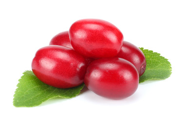 dogwood berries isolated on white background