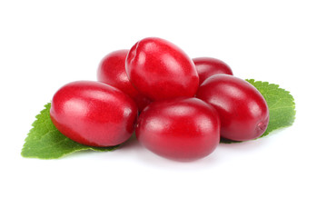 dogwood berries isolated on white background