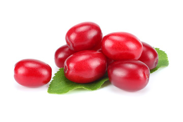 dogwood berries isolated on white background