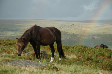 The Pony