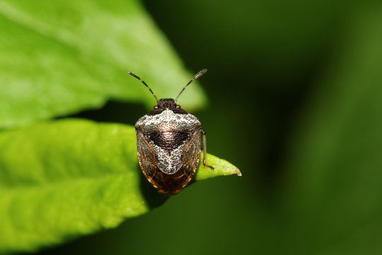Baumwanze, Dunkler Dickwanst, Eysarcoris venustissimus