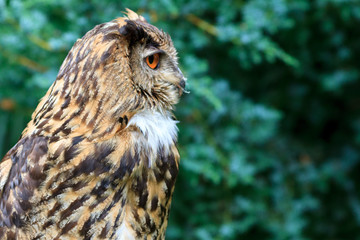 Eurasian Eagle-Owl