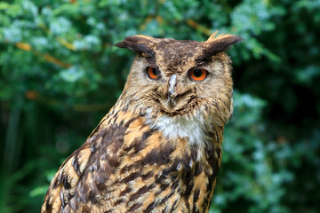 Eurasian Eagle-Owl