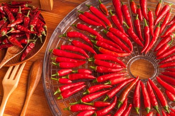 Harvesting chilli peppers. Preparing for drying spicy seasoning. Electric food dryer.