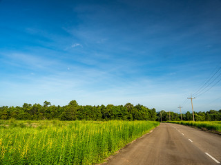 road between  sunhemp 's field