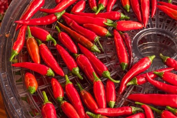 Harvesting chilli peppers. Preparing for drying spicy seasoning. Electric food dryer.